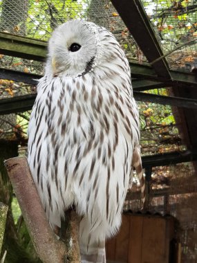 Beyaz baykuş bir dalda oturuyor