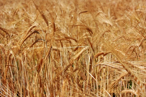 Las Espigas Doradas Del Trigo Campo — Foto de Stock