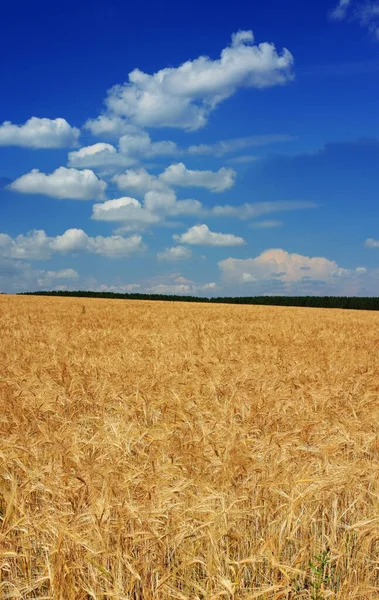 Espigas Doradas Trigo Campo — Foto de Stock