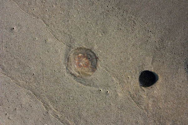 Medusas Transparentes Que Yacen Orilla Del Mar —  Fotos de Stock