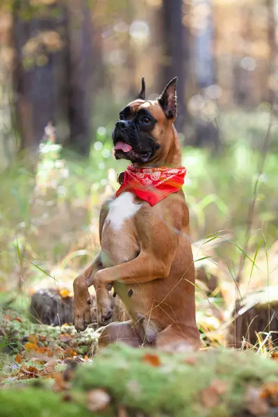 Πορτραίτο Σκύλου Φύση Πτώση Γερμανικό Μπόξερ Περπάτημα Φθινοπωρινό Δάσος — Φωτογραφία Αρχείου