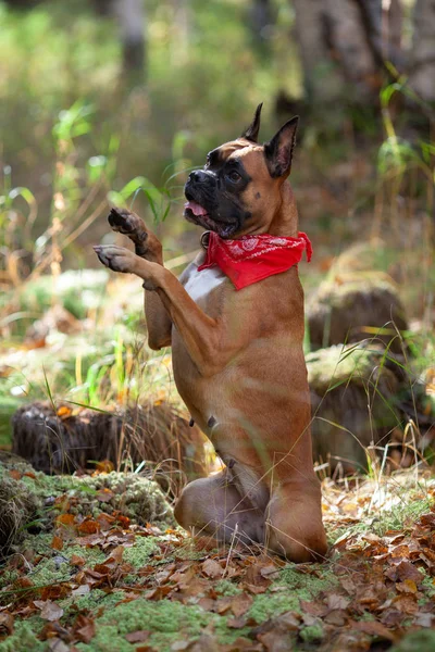 Πορτραίτο Σκύλου Φύση Πτώση Γερμανικό Μπόξερ Περπάτημα Φθινοπωρινό Δάσος — Φωτογραφία Αρχείου