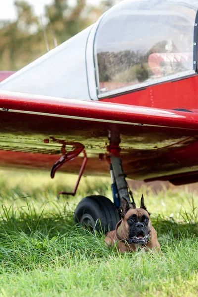 Portrait of dog. German boxer near plane in field, outdoor