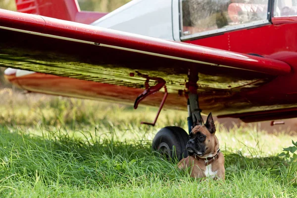 Portrait of dog. German boxer near plane in field, outdoor