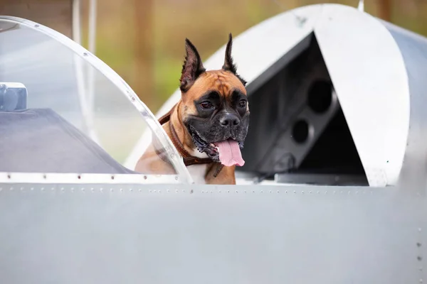 Portrait Chien Boxer Allemand Dans Cockpit Extérieur — Photo