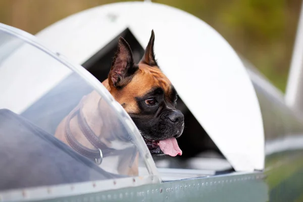 Πορτραίτο Του Σκύλου Γερμανικό Μπόξερ Στο Πιλοτήριο Υπαίθριο — Φωτογραφία Αρχείου