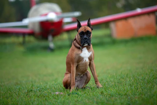 Portrait of dog. German boxer near plane in field, outdoor