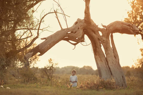 日落时与干燥的树木一起景观 男孩和大障碍的背景下的夏季领域 — 图库照片