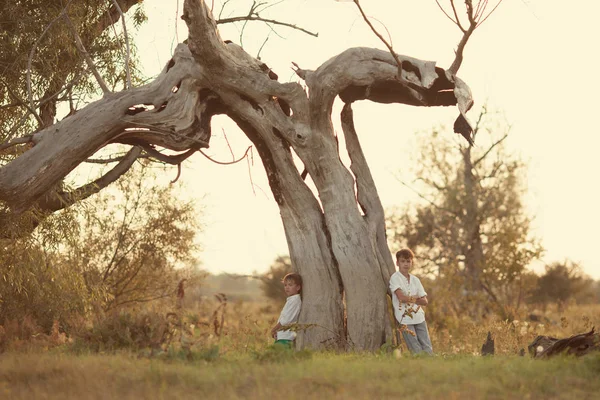 Τοπίο Ξηρά Δέντρο Στο Ηλιοβασίλεμα Αγόρια Και Μεγάλο Πρόβλημα Στο — Φωτογραφία Αρχείου