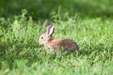 yeşil çim zemin üzerine küçük gri tavşan