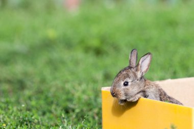 yeşil çim zemin üzerine küçük gri tavşan