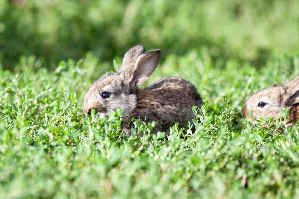 Little Gray Rabbit Green Grass Background — Stock Photo, Image