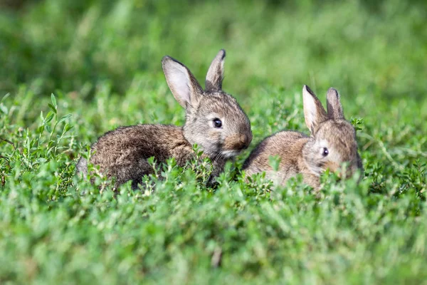 Pequeño Conejo Gris Sobre Fondo Hierba Verde —  Fotos de Stock