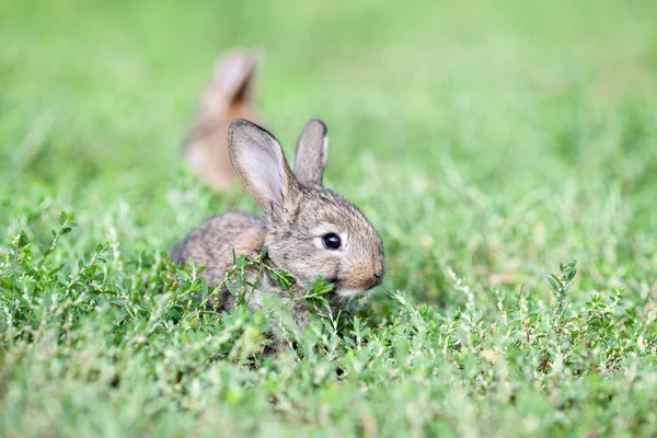 Kleine Graue Kaninchen Auf Grünem Gras Hintergrund — Stockfoto