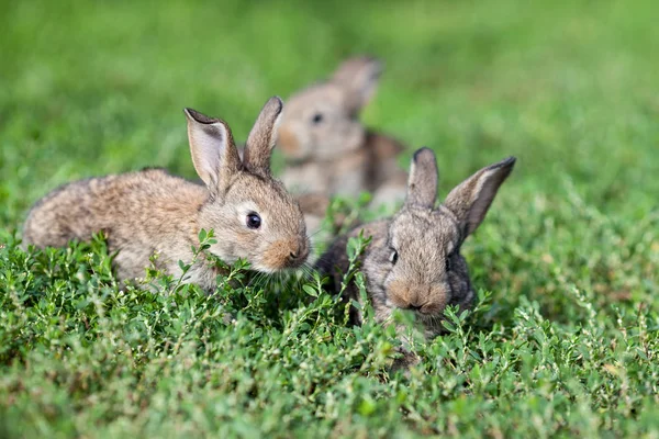 Kleine Graue Kaninchen Auf Grünem Gras Hintergrund — Stockfoto