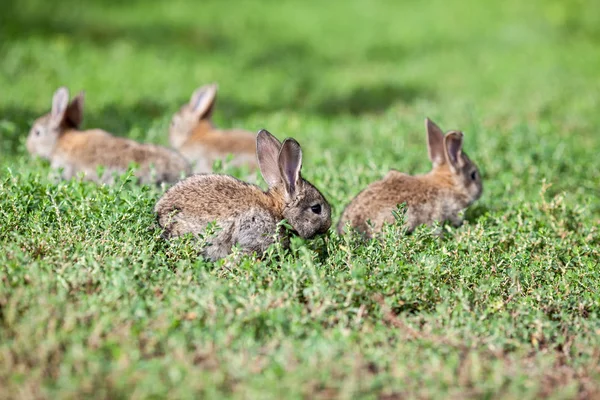 Маленький Сірий Кролик Фоні Зеленої Трави — стокове фото