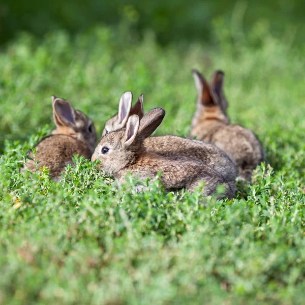 小灰兔子上绿草背景 — 图库照片