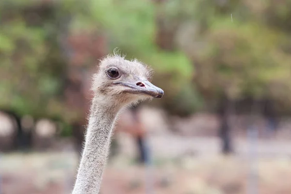 Портрет страуса в парку  . — стокове фото