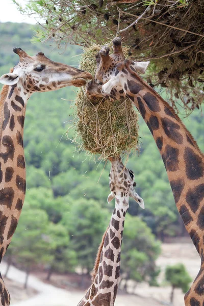 Жираф сім'ї стадо-в природі, на тлі савани — стокове фото