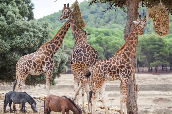 Стадо жирафов - в природе, на фоне саванны — стоковое фото