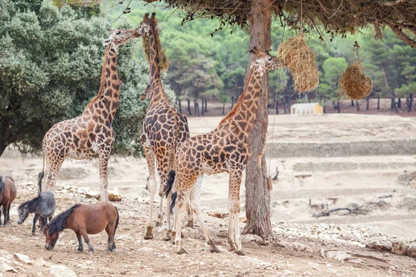 Girafe troupeau familial - dans la nature, sur le fond de la savane — Photo