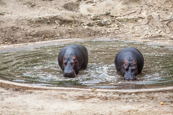 Två flodhästar var väl omhändertagna av Safari Park personal. — Stockfoto