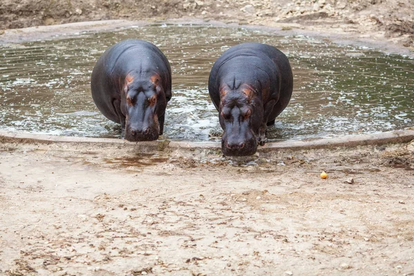 За двумя бегемотами хорошо ухаживал персонал сафари-парка. . — стоковое фото