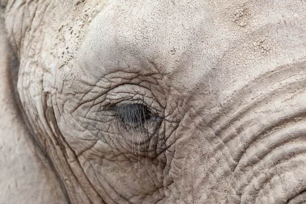 Söt elefant öga — Stockfoto