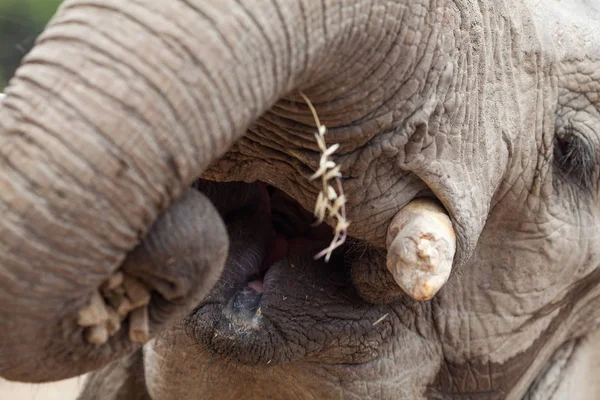 Слон кладет еду в рот крупным планом. — стоковое фото