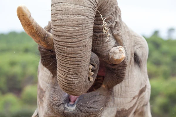 Слон кладет еду в рот крупным планом. — стоковое фото