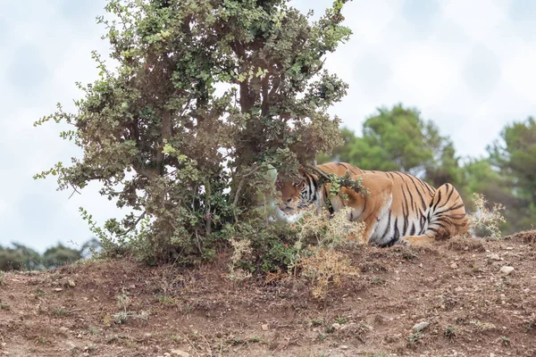 Tiger lies under a tree, nature — Stock Photo, Image