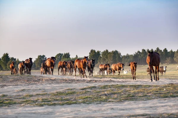 Стадо коней біжить по полю — стокове фото