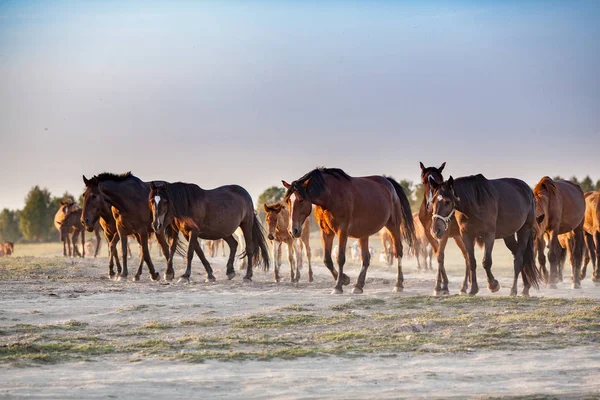 Стадо коней біжить по полю — стокове фото