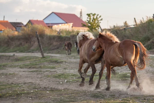 Стадо коней біжить по полю — стокове фото