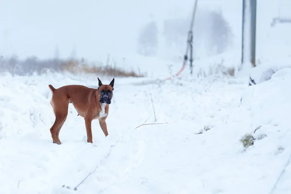 Portret van de hond tegen de achtergrond van bomen. Duitse bokser wandelen in winterbos . — Stockfoto