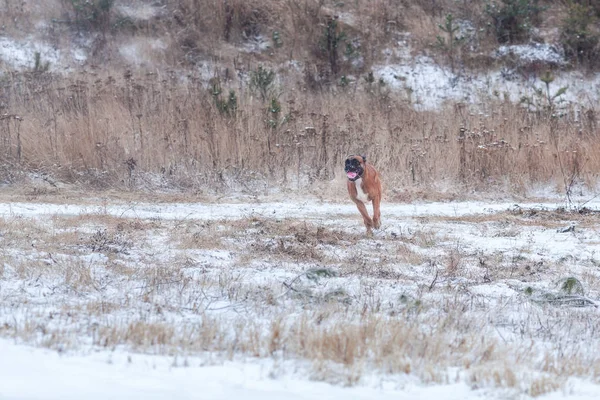 狗在树的背景的肖像。德国拳击手在冬季森林中行走 . — 图库照片