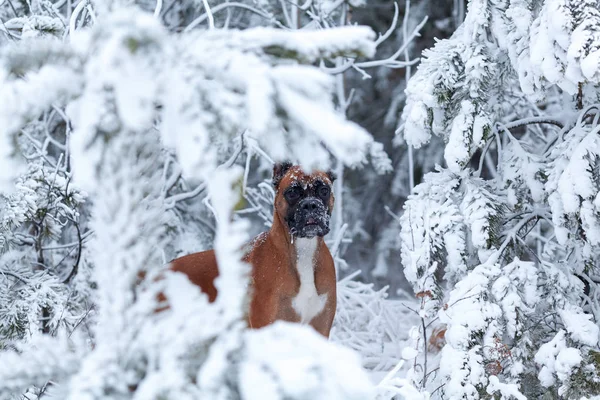 Портрет собаки на фоне деревьев. Немецкий боксер гуляет по зимнему лесу  . — стоковое фото