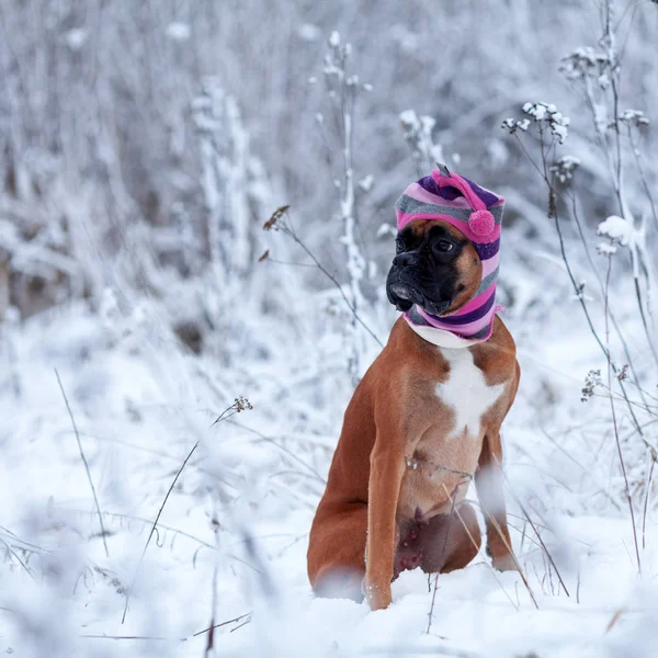 Portret van de hond tegen de achtergrond van bomen. Duitse bokser wandelen in winterbos . — Stockfoto