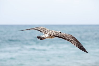 Gün batımında sahilde ayaklarıüzerinde duran martı. Doğal mavi su arka plan karşı plaj da yürüyen beyaz kuşların martılar yakından görünümü. Konsept turizm, denizde eğlence, yaz saati