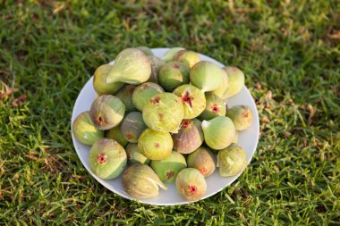 Açık havada taze seçilmiş yeşil organik incir ile Plaka. Sonbahar sonbahar hasadı.