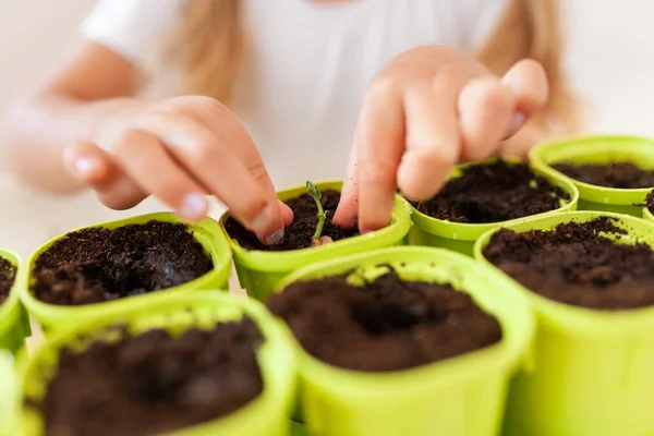 Little Girl White Shirt Plants Pea Seeds Green Pots Child — Stock Photo, Image