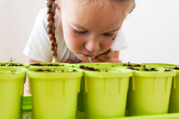 Little Girl White Shirt Plants Pea Seeds Green Pots Child — Stock Photo, Image