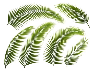 Yapraklar ve dallar, üzerinde beyaz izole palm kümesi. EPS 10 saydamlık içeren.