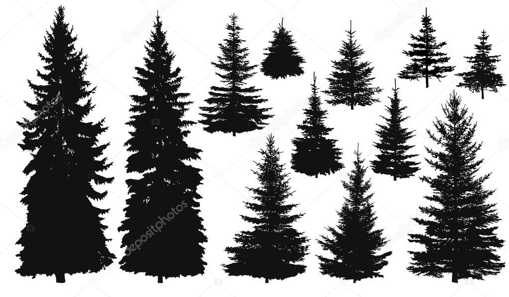 Set of silhouettes of pine trees or fir trees, EPS 8.