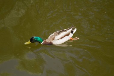 Erkek yeşilbaş ördek suda yüzen