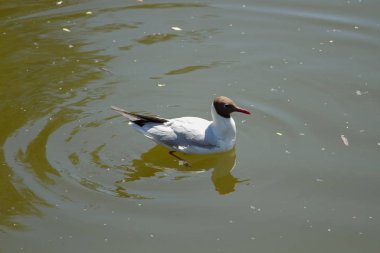 Deniz su, martı görünümü kapatın 