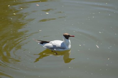 Deniz su, martı görünümü kapatın 