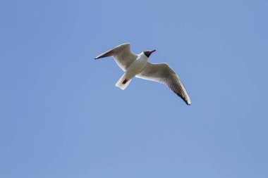 Mavi gökyüzü karşı uçan martı temizleyin