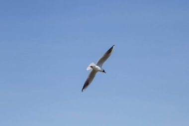 Mavi gökyüzü karşı uçan martı temizleyin