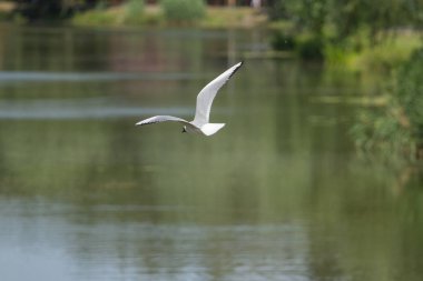 Mavi deniz su üzerinde uçan martı
